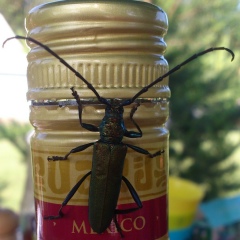 Александр Сашкин, 24.07