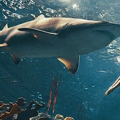 Айсулька Джапова, 11.11