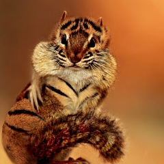 Алина Филипенко, 13.07.2000, Могилёв