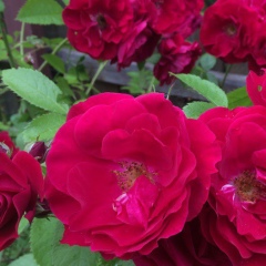 Светлана Кудряшова, 29.06, Устье