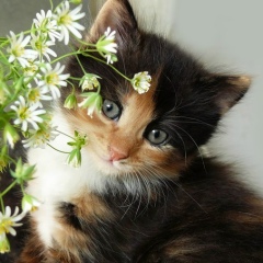 Алла Головко, 06.04.1999, Киев