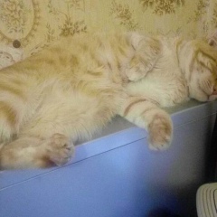 Саша Плужник, 17.02, Полтава