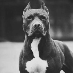 Азамат Матаев, Новосибирск