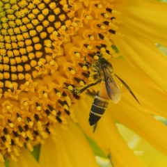 Ko-Lu Chaw, 15.08.1998, Mandalay
