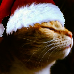 Анна Киясова, 24.12, Санкт-Петербург