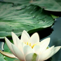 Snow Cherry, 01.02.2004