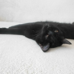 Айка Икс, Алматы