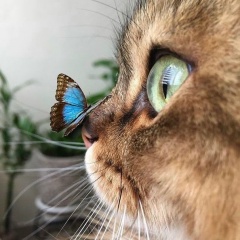 Hakki Güner, 16.03, İstanbul