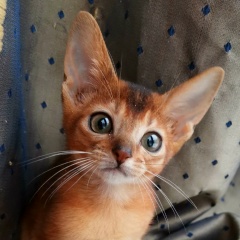 Анастасия Майданова, 01.01, Москва