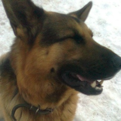 Елена Ломова