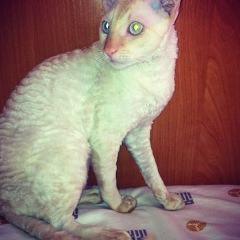 Курбан К, 18.09.1994, Махачкала