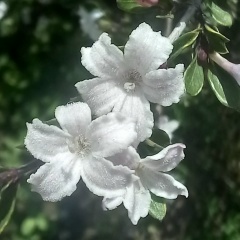 Александра Демиденко