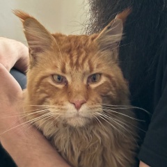 Сурхо Ахмадов, Гойты