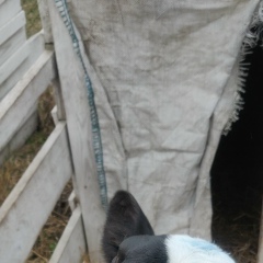 Александр Диордица, 17.05, Минск