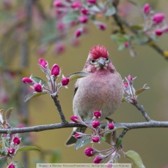Алексей Гребеньков, 12.08.1954, Владикавказ