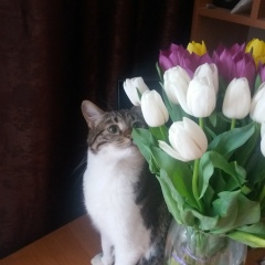 Елена Шерештан, 08.04, Харьков