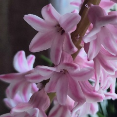 Полина Степанова, Санкт-Петербург