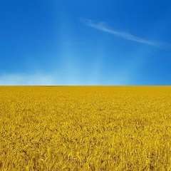 Александр Вовк, 31.05, Киев