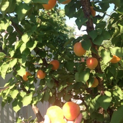 Ниямаддин Алиев, 28.01, Тюмень