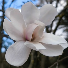 Азнивик Андонян, Ростов-на-Дону