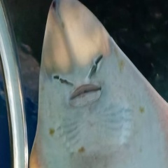 Александр Махров, Санкт-Петербург