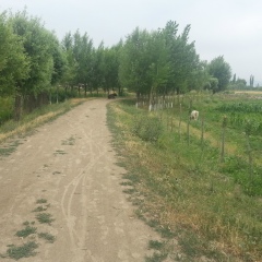 Замир Болошов, 07.12.1987, Ош