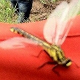 Максим Крутов, 15.09.1984, Полтава