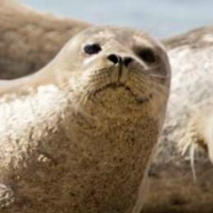 Надя Антонова, Санкт-Петербург