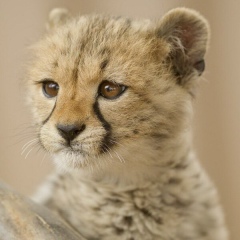 Akezhan Akimgerey, 15.05