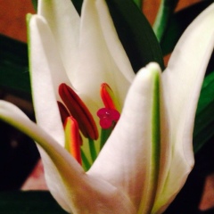 Юлия Тетдоева, 17.10.1985, Москва