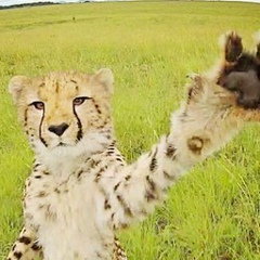 Аль Гасанов, 10.11, Махачкала