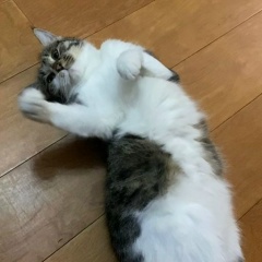 Altel Altelkz, 05.04.2004