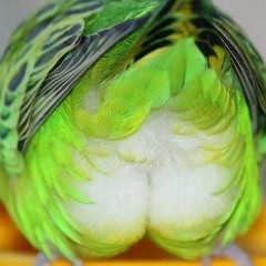 Александр Семенов, 18.02.1975, Ростов-на-Дону