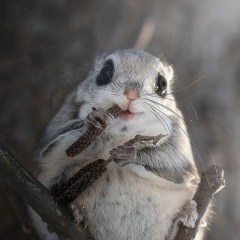 Антон Петляков, Великий Новгород