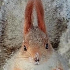 Татьяна Петрова, Ухта