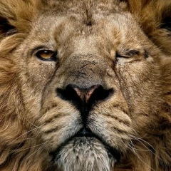 Αλέξιος Αλέξιος, Брянск