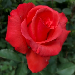 Та Лань, Санкт-Петербург