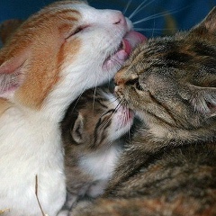 Azamat Seitbek, 04.08.1993, Алматы