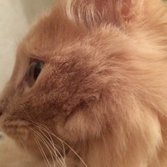 Ирэна Горбач, 24.07, Киев