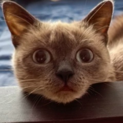 Алла Абракадабра, Москва