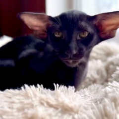 Tatyana Lyubushkina, Балаково