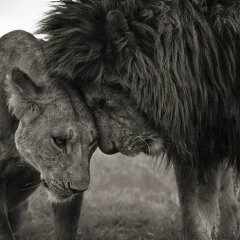 Salta Salta, 27.07.1993, Los Angeles