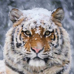 Александр Пугачёв, 21.12, Зеленоград