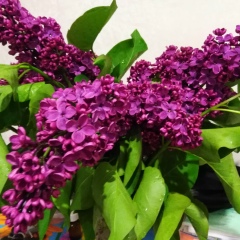 Марина Дергачёва, 12.04, Гомель