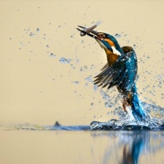 Myat Aung, 17.01.1985