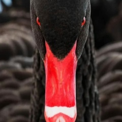 Ирина Крупинкина, 03.08.1961, Liberta