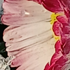 Галина Соколова, Павловский Посад