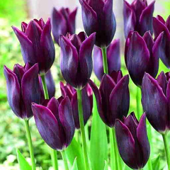 Aselya Ospanova, 26.09.2006, Алматы