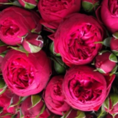 Огненный Цветок, 24.10, Астана