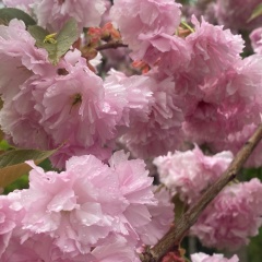 Alina Alina, Ефремов